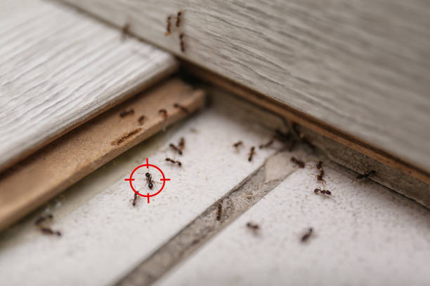 Wasp Removal Services in Alpine, NJ